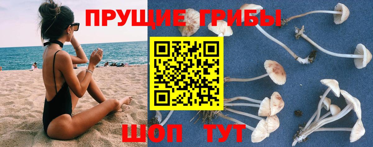 Галлюциногенные грибы Psilocybine cubensis Новоуральск